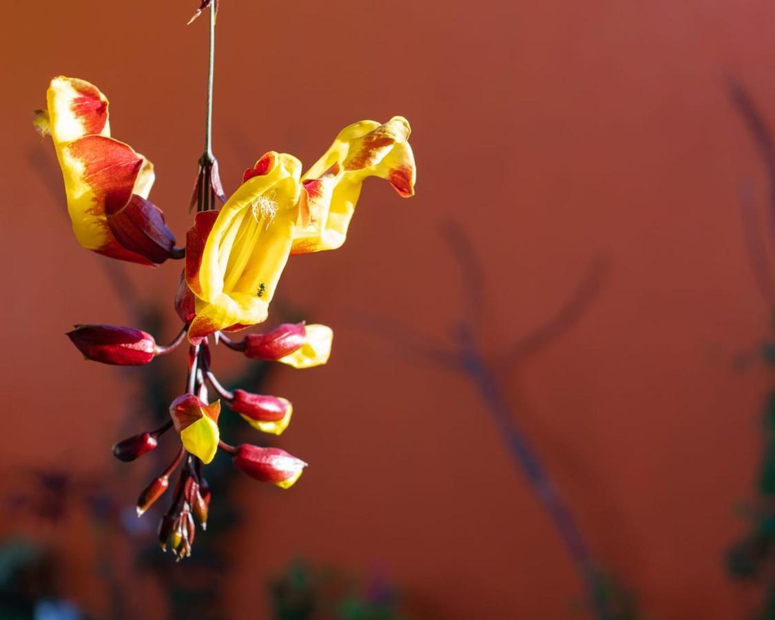 Pousada Manga Rosa Chapada dos Guimaraes Ngoại thất bức ảnh